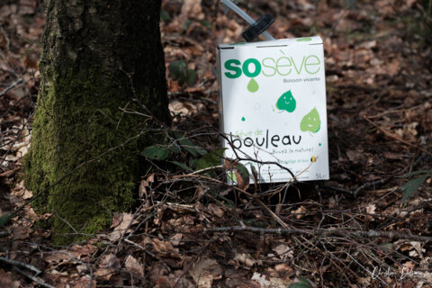 Cure détox : la sève de bouleau