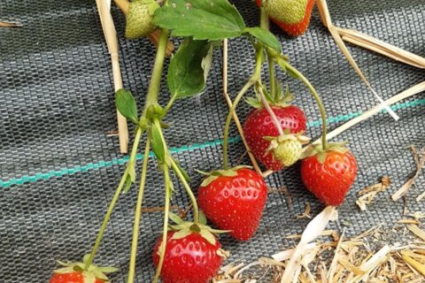 Les fraises sont de retour… dès ce jeudi