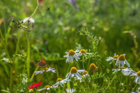 Préserver la biodiversité : un défi crucial pour notre avenir !