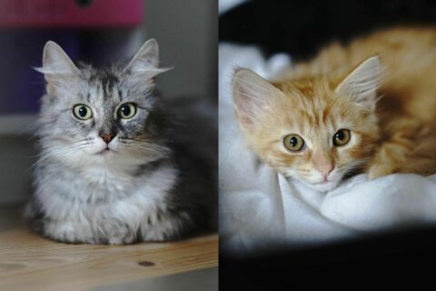 Appel aux dons : Félins pour l'autre, refuge pour chats et chatons