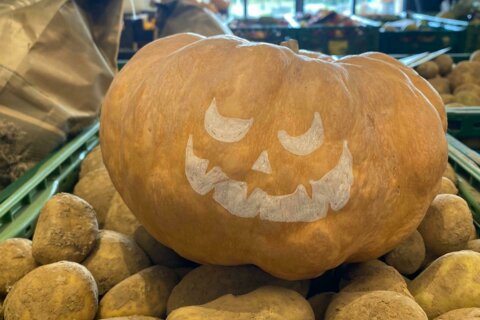 Découvrez la Courge musquée bio