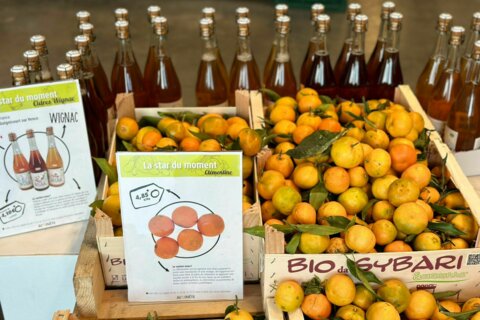 Les clémentines et les mandarines : petits trésors de fraîcheur et de gourmandise